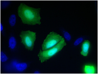 Transfected Cells